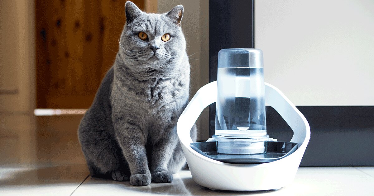 Sure Petcare official social artwork for the Felaqua Connect smart water bowl
