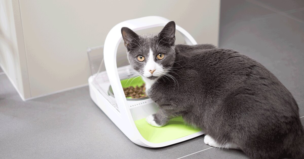 A grey and white cat sitting beside a white SureFeed feeder with a green mat and dry food in the bowl